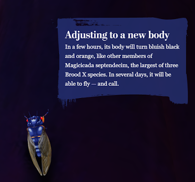 Cicadas Arrive in Northern Virginia