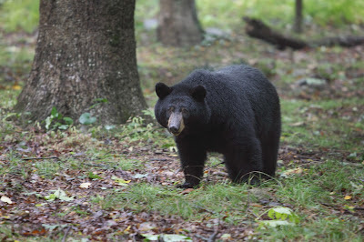 Jack NG2E’s Winter SOTA Marathon in the Shenandoah